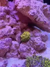 [TodoMarino.com] Teno Reef 80l