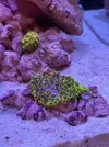 [TodoMarino.com] Teno Reef 80l