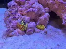 [TodoMarino.com] Teno Reef 80l