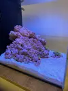 [TodoMarino.com] Teno Reef 80l