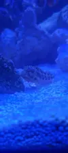 [TodoMarino.com] Salaris Fasciatus