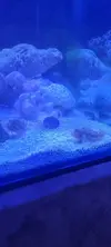 [TodoMarino.com] Salaris Fasciatus