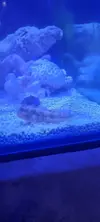[TodoMarino.com] Salaris Fasciatus