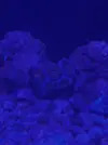 [TodoMarino.com] Teno Reef 80l