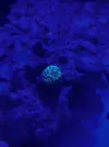 [TodoMarino.com] Teno Reef 80l