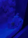 [TodoMarino.com] Teno Reef 80l