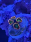 [TodoMarino.com] Teno Reef 80l