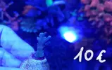 [TodoMarino.com] Vendo esquejes varios