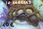 [TodoMarino.com] Vendo esquejes varios