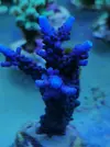 [TodoMarino.com] Compro Acroporas azules