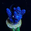 [TodoMarino.com] Compro Acroporas azules