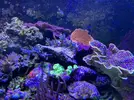 [TodoMarino.com] Roca viva FIJI libre de patogenos