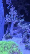 [TodoMarino.com] Roca con 3 arboles de kenia