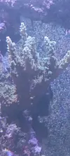 [TodoMarino.com] Se vende Acropora
