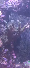 [TodoMarino.com] Se vende Acropora