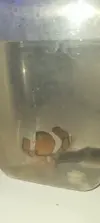 [TodoMarino.com] Vendo Pareja Ocelaris