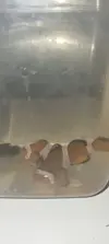 [TodoMarino.com] Vendo Pareja Ocelaris