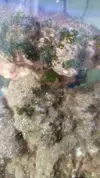 [TodoMarino.com] Peces come aiptasias