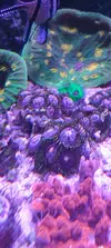 [TodoMarino.com] Zoanthus