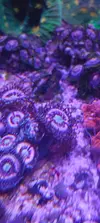 [TodoMarino.com] Zoanthus