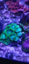 [TodoMarino.com] Zoanthus