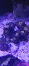 [TodoMarino.com] Zoanthus