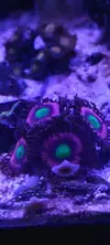 [TodoMarino.com] Zoanthus