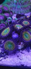 [TodoMarino.com] Zoanthus
