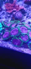 [TodoMarino.com] Zoanthus