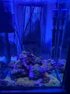 [TodoMarino.com] Acuario completo 30 litros para principiantes