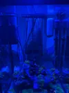 [TodoMarino.com] Acuario completo 30 litros para principiantes