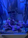 [TodoMarino.com] Acuario completo 30 litros para principiantes