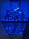 [TodoMarino.com] Acuario completo 30 litros para principiantes