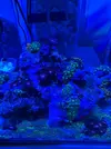 [TodoMarino.com] Acuario completo 30 litros para principiantes