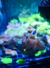 [TodoMarino.com] Vendo esquejes varios