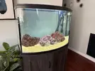 [TodoMarino.com] Mi primer acuario marino 🙏🏻