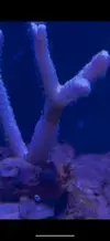 [TodoMarino.com] Blanqueamiento Stylophora