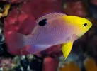 [TodoMarino.com] Venta peces no envío.