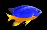 [TodoMarino.com] Venta peces no envío.