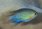 [TodoMarino.com] Venta peces no envío.