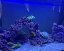 [TodoMarino.com] Mi primer acuario marino 🙏🏻