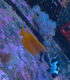 [TodoMarino.com] Vendo Siganus Vulpinux
