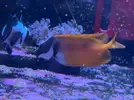 [TodoMarino.com] Vendo Siganus Vulpinux