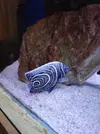 [TodoMarino.com] Ayuda con Pomacanthus Imperator