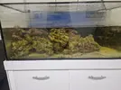 [TodoMarino.com] Desmonte,Acuario, mesa, sump y roca viva.