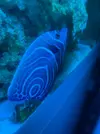 [TodoMarino.com] Ayuda con Pomacanthus Imperator