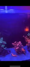 [TodoMarino.com] Regalo montipora digitata roja