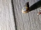 [TodoMarino.com] Que caracol es es este?
