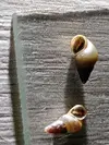 [TodoMarino.com] Que caracol es es este?