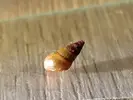 [TodoMarino.com] Que caracol es es este?